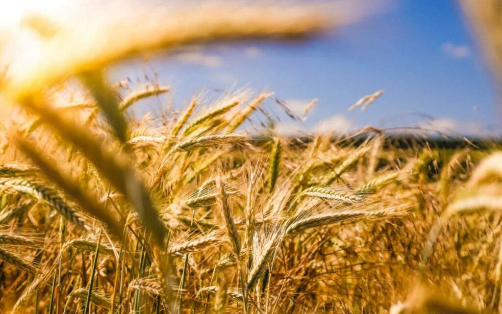 Coronavirus And Agriculture: 5 Key Things All Farmers Need To Know