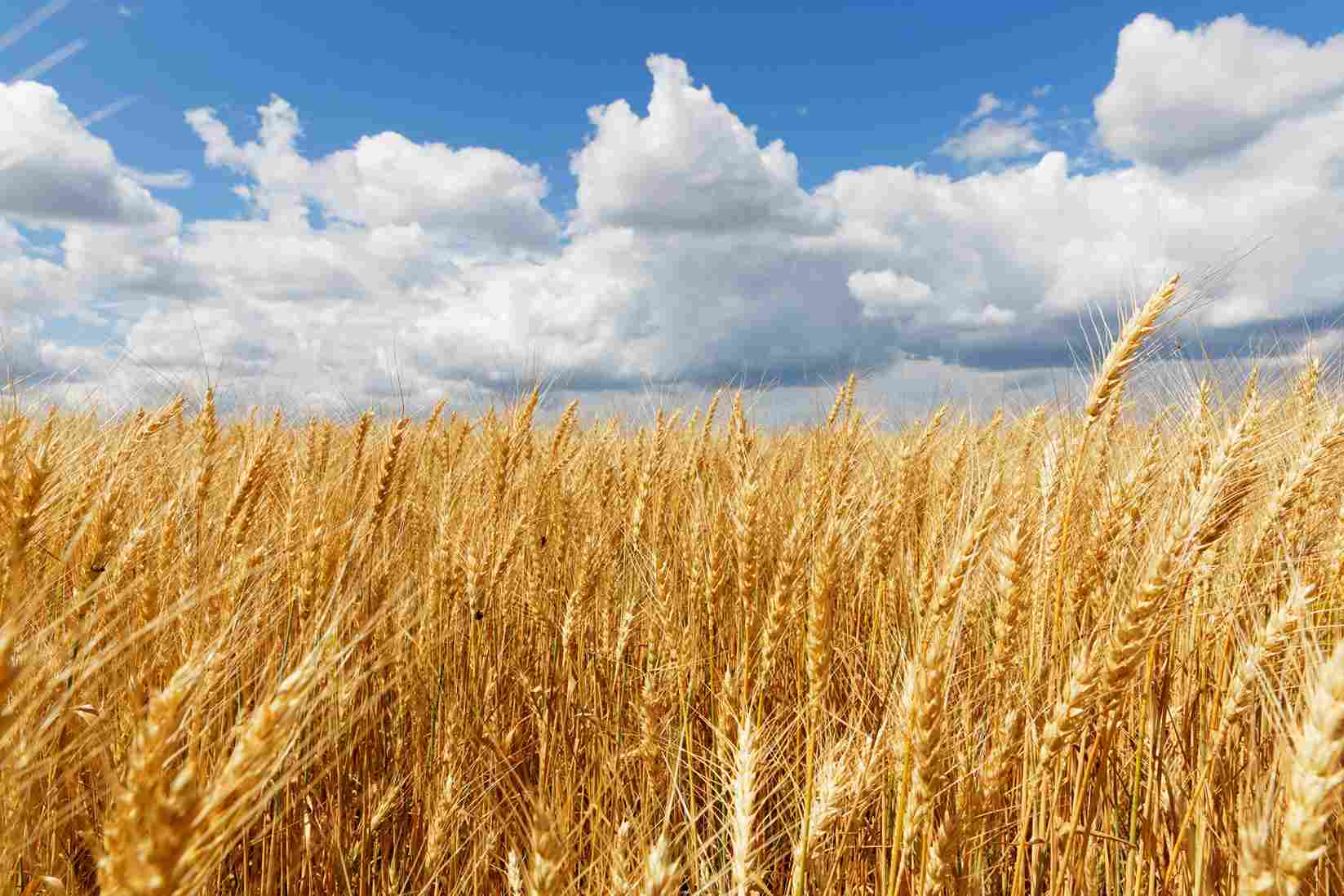 Effect Of Tillage On Wheat Yield In Australia