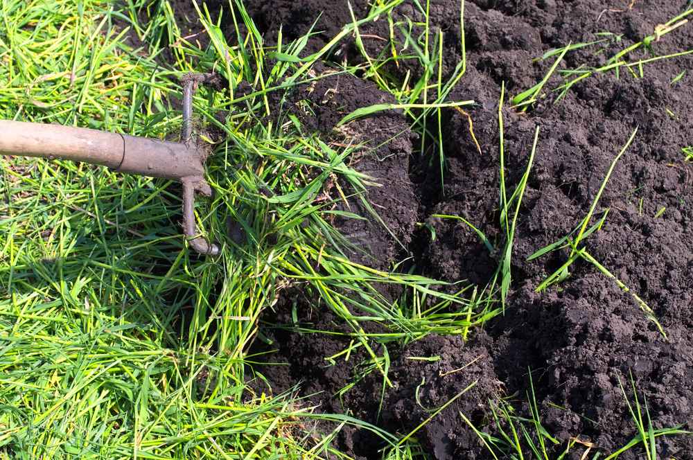 Green Manure Cover Crops: Nurturing your Farm’s Soil