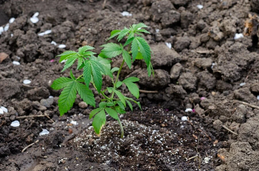 Herbicide Resistance Management with Kelly Tillage