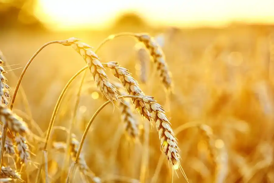How to manage Sunflower & Wheat Residue with the Kelly Model 2006?