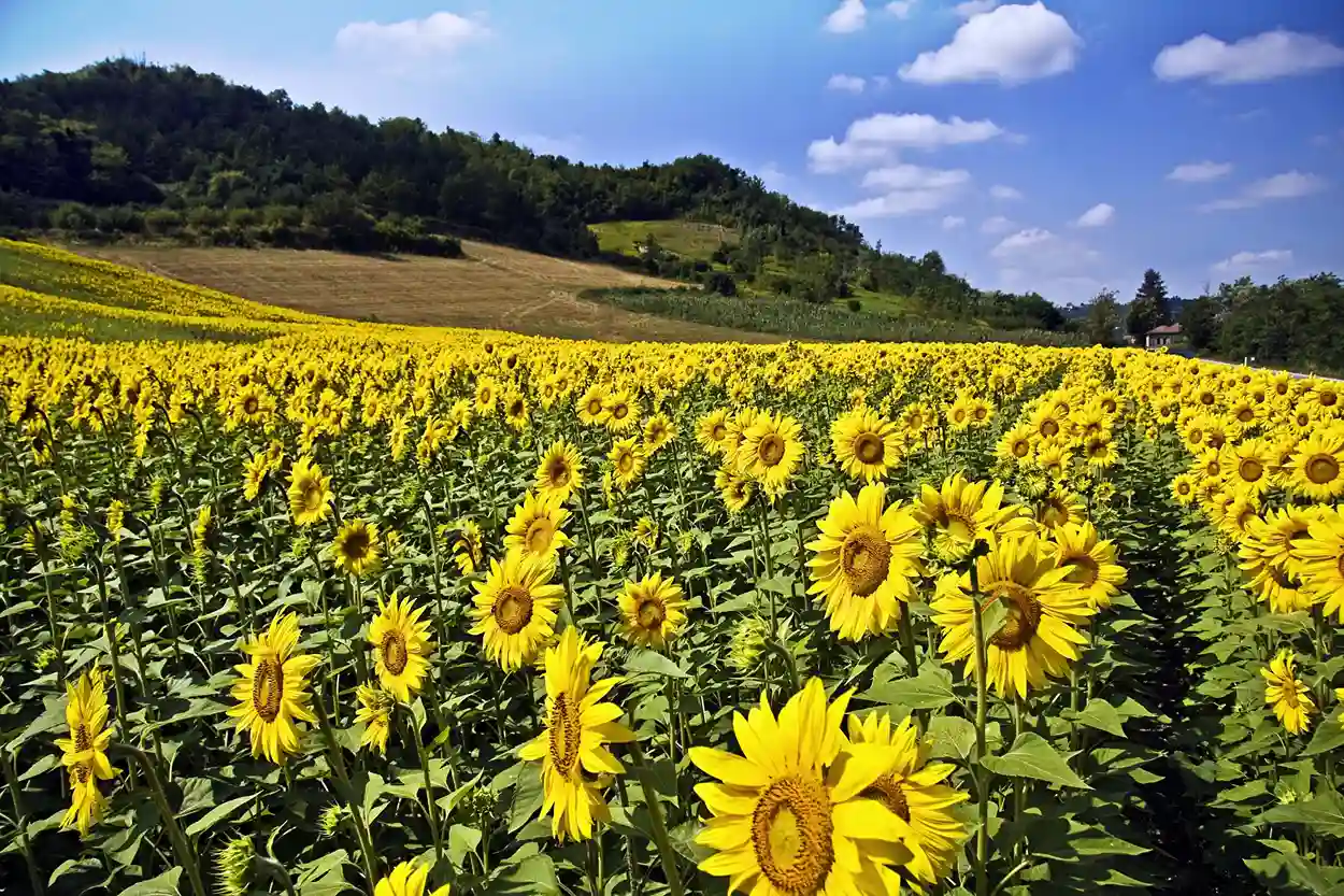 How to Maximise Yields in Your Sunflower Field with Conservation Tillage