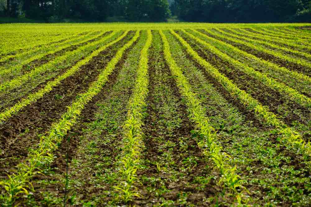 Integrated Cover Crop Management