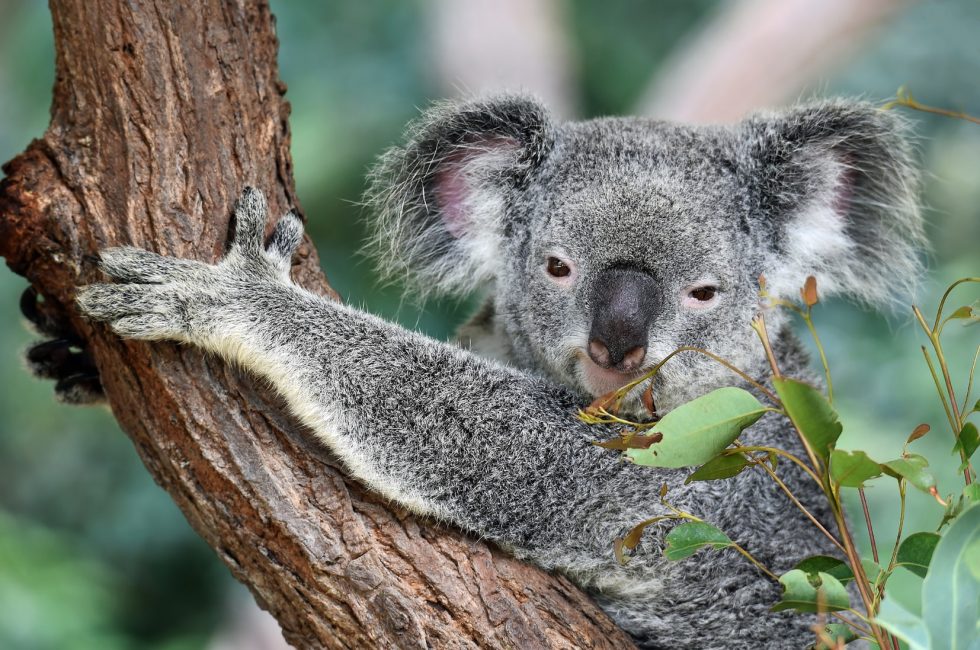 Let Us Help Rebuild Australia Together: An Appeal From Kelly Engineering