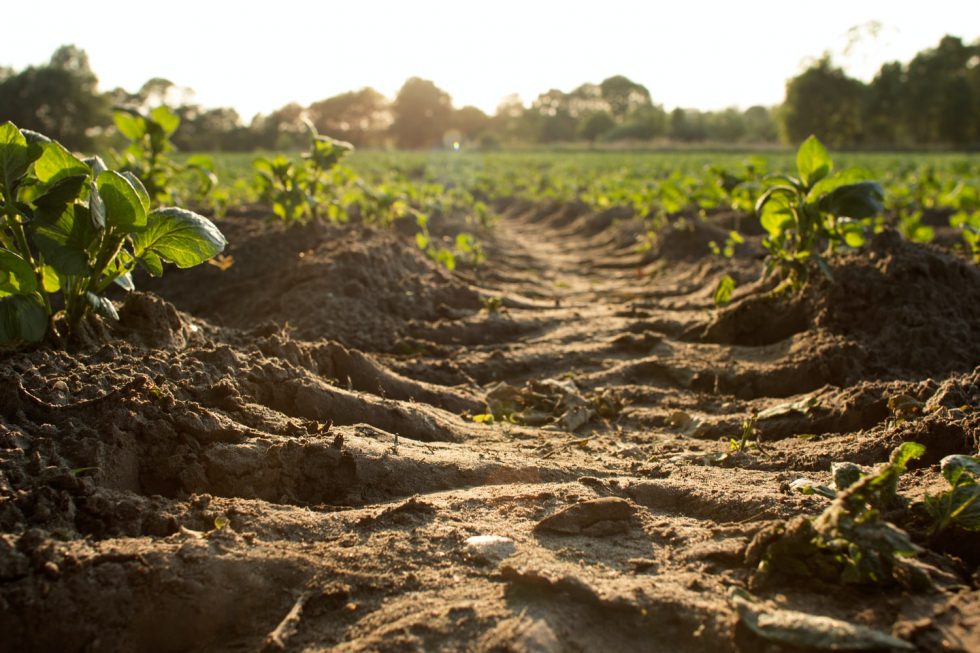 Relationship Between Soil Health And Sustainable Development