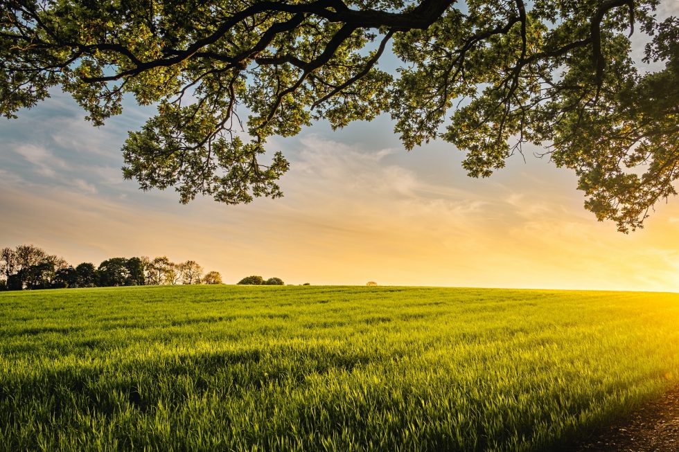 Top 5 Agricultural Conservation Methods